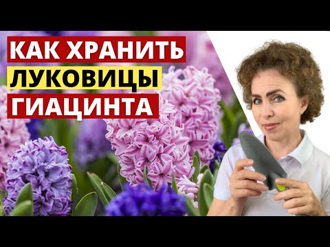 Видео: Когда выкапывать Гиацинты и как правильно хранить луковицы Гиацинтов.