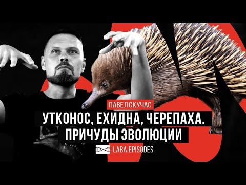 Видео: Ехидны, Утконосы, Черепахи. Весёлая компания для изучения эволюции