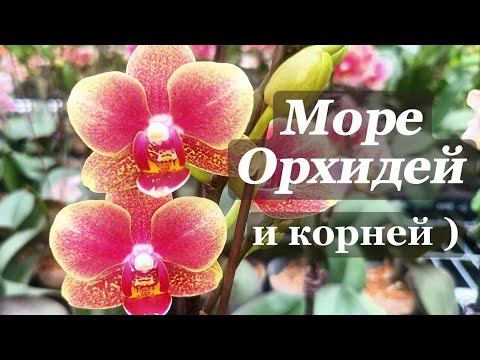 Видео: Байкальские Цветы. Орхидеи, которые Невозможно РАЗВИДЕТЬ.