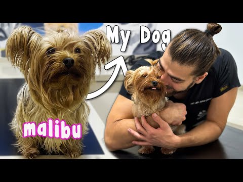 Видео: Вакцинация собственной собаки! (Она самая милая!)