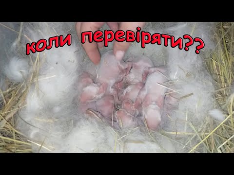 Видео: КОЛИ ТА ЯК ПЕРЕВІРЯТИ ГНІЗДА КРОЛИЧОК//Розведення кроликів