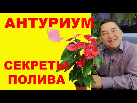 Видео: Секреты полива антуриума. [ВСЕ ПО УМУ]