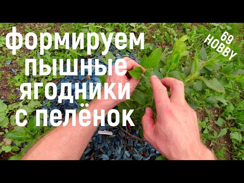 Видео: ЛЕТНЯЯ формировка молодых ягодных кустарников! СМОРОДИНА, КРЫЖОВНИК, ГОЛУБИКА!