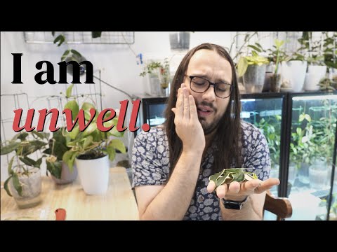 Видео: Улов Хойи, из-за которого мне стало плохо