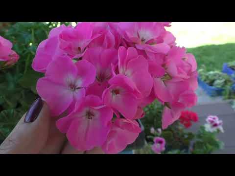 Видео: Пеларгонии зональные Verity Rosita Palas и Nana F1 Red