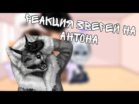 Видео: реакция зверей на Антона