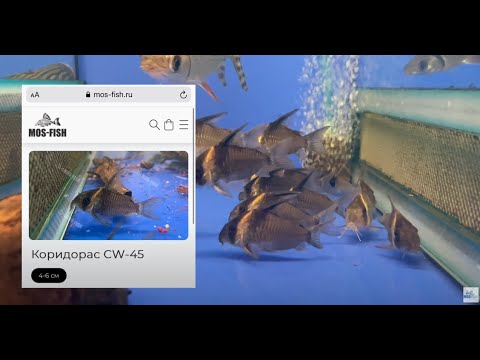 Видео: Птичий Рынок 2021 / Поставка из Колумбии / Аквариумистика mos-fish.ru / Часть 3. Итоги поставки.