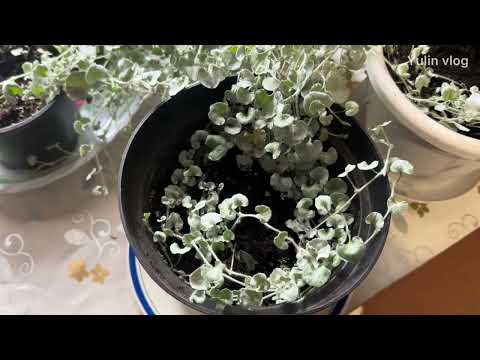 Видео: Разбираюсь, при какой температуре хранить дихондру зимой