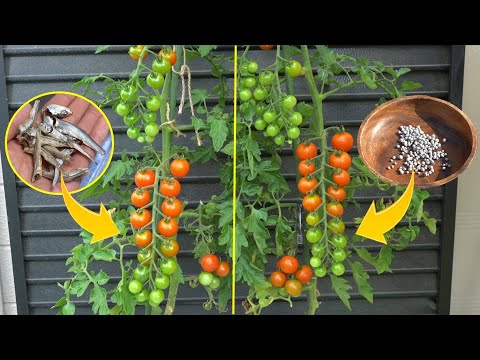 Видео: Выращивайте помидоры черри с вяленой рыбой. 【Сравнение органического и обычного земледелия】