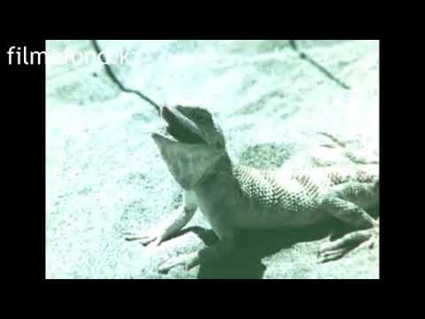 Видео: Предвестник гибели Аральского моря. Каракумский канал. Туркменская ССР.