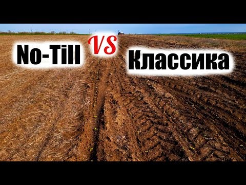 Видео: Большой обзор всходов подсолнечника. Ранний. Поздний. No-till