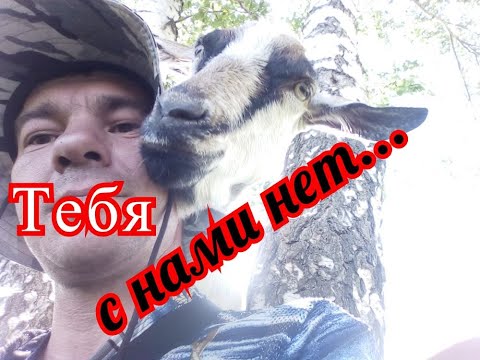 Видео: Почему не спасли любимую козу.....