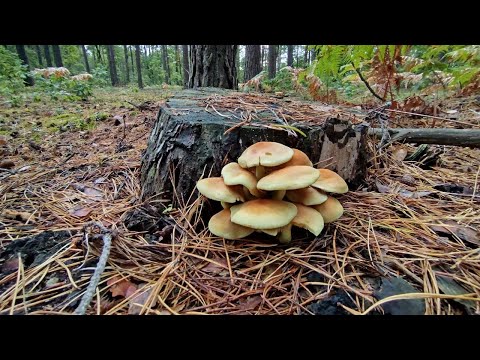 Видео: ДО ЛІСУ ПІСЛЯ ДОЩУ. 16.09.2025Р. РІВНЕНЩИНА...