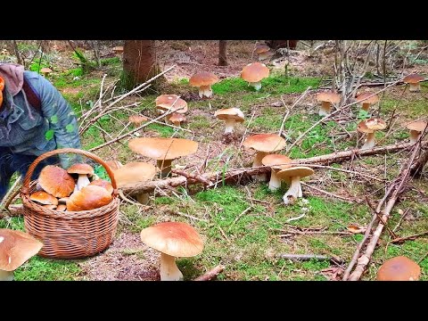 Видео: ГРИБЫ 2025 СЕГОДНЯ ШОК!!! МЕГА В ЛЕСАХ!! КОРЗИНЫ ПОЛНЫ БЕЛЫХ белые грибы 🌕! СБОР ГРИБОВ