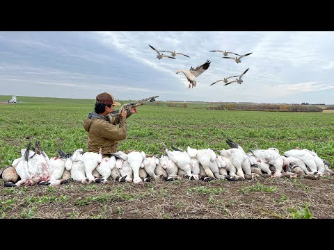 Видео: Охота на уток и гусей на зелёном поле! (40 Bird Hunt)