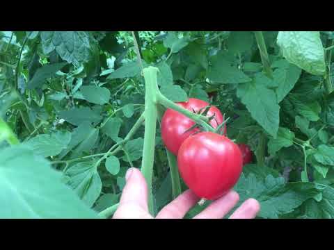 Видео: Парадайз, фенда, мей шуай