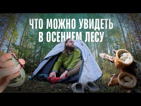 Видео: ЧТО МОЖНО УВИДЕТЬ В ОСЕННЕМ ЛЕСУ. Грибы, тритоны, съедобные личинки, трубочник. Одиночный поход