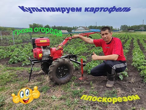 Видео: Культивирую плоскорезами картофель на мотоблоке