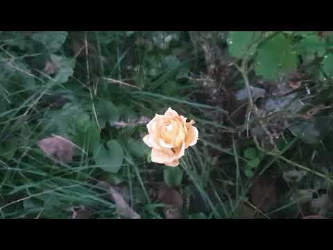 Видео: Того что надо как назло нет