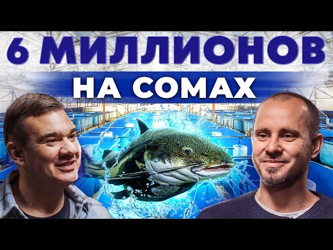 Видео: Сколько денег приносит рыба? Разведение Африканского сома. Бизнес на рыбе. Андрей Даниленко