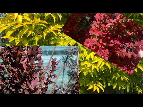 Видео: Топ яскравих невибагливих рослин для саду як розвести та посадити.