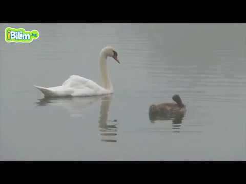 Видео: Канаттуулар