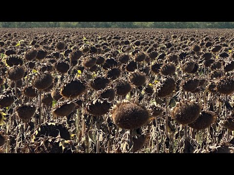 Видео: Подсолнечник 2025.