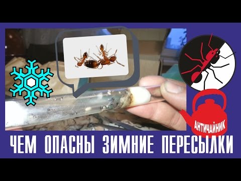 Видео: Муравьи. Чем опасны зимние пересылки? Эксперимент.