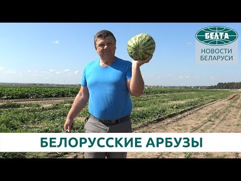 Видео: Как выращивают арбузы в Беларуси