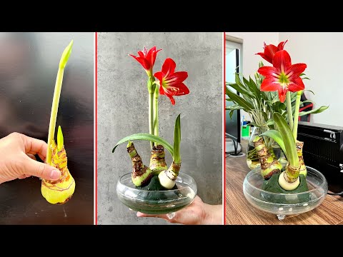 Видео: Новая идея выращивания цветов в воде в офисе. Чудесный цветок