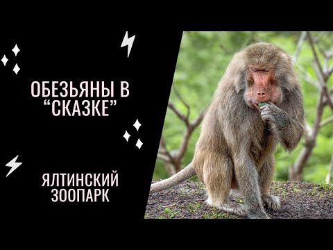 Видео: Веселые обезьянки в ялтинской СКАЗКЕ