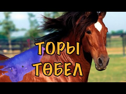 Видео: ТОРЫ ТӨБЕЛ