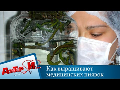 Видео: Как выращивают медицинских пиявок | Доктор И