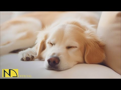 Видео: 20 часов любимой музыки собак🐶💖Музыка для сна собак 🐶🎵 Музыка для снятия беспокойства при разлуке🎵