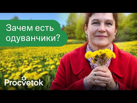 Видео: ЭТОТ СОРНЯК ЗАМЕНИТ ВАМ ЦЕЛУЮ АПТЕКУ! Растет везде, а мы и не знаем его невероятной пользы