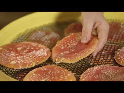 Видео: Грибная аптека Михаила Вишневского. Красный мухомор. Чага. Наши сборщики.