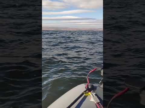 Видео: Электромотор Haswing Cayman B 55 lbs GPS Показания потребления тока