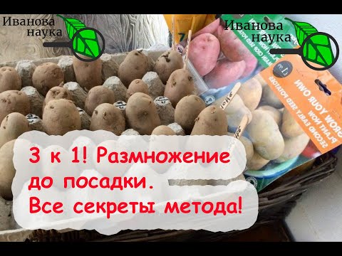 Видео: КАК ПОЛУЧИТЬ БОЛЬШЕ СЕМЕННОГО КАРТОФЕЛЯ БЕЗ ЗАТРАТ. СЕКРЕТЫ МЕТОДА РАЗМНОЖЕНИЯ ПЕРЕД ПОСАДКОЙ.