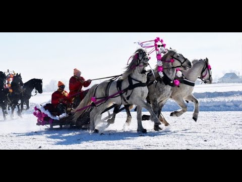 Видео: Конные скачки,русские тройки.Алтай.Уймонская долина.