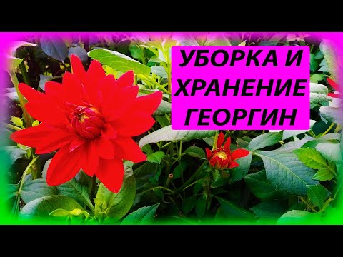 Видео: Георгины выращивание и уход осенью. Георгины от черенка до клубня пошаговая инструкция. Далия.