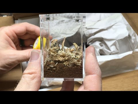 Видео: Распаковка от US Invertebrate LLC!