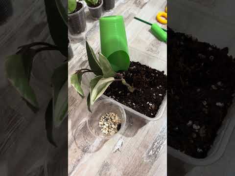 Видео: Хойи. Пересадка хой. Новая возможность росту.