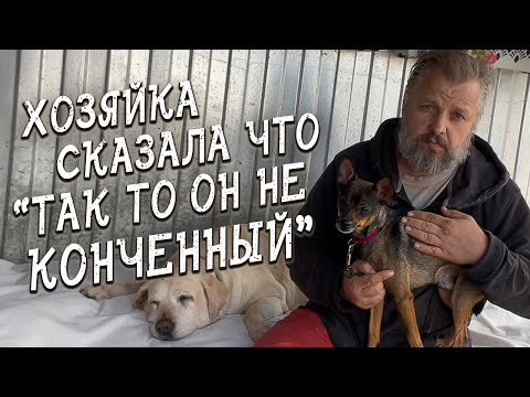 Видео: Спасение животных / Не разговаривайте с ним, а то покусает