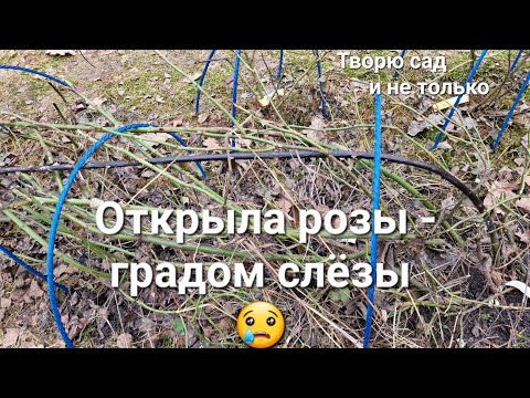 Видео: Творю сад. Открыла розы. КОШМАР!!!
