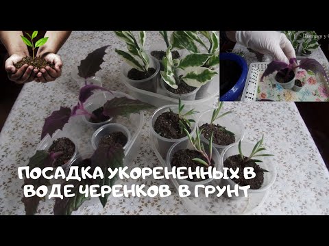 Видео: Посадка укорененных в воде черенков ПЕДИЛАНТУСА, ГИНУРЫ и ОТТОНЫ МЯСИСТОЙ в грунт