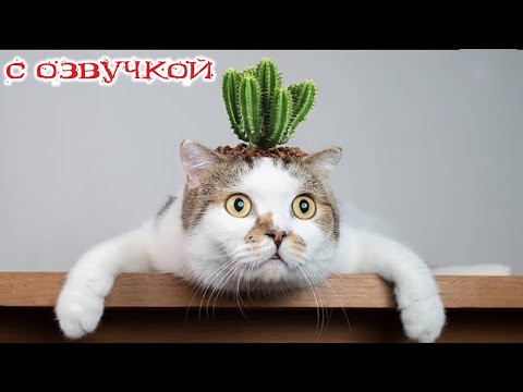 Видео: Приколы с котами! Смешные коты! - С ОЗВУЧКОЙ! СМЕШНЫЕ ЖИВОТНЫЕ! До слез!