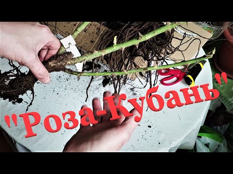 Видео: 🌹Обзор посылки с саженцами роз из питомника roza-kuban. ru.