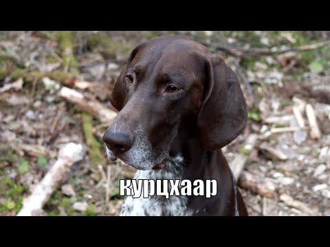 Видео: Курцхаар - Собака охотника