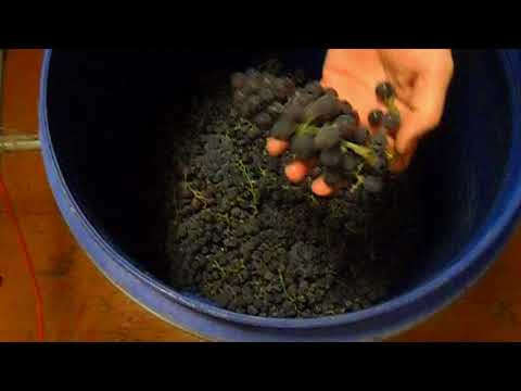 Видео: самодельное домашнее виноградное вино изабелла ч1