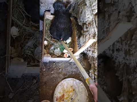 Видео: Көптен күткен күрк тауығым балапан шығарды